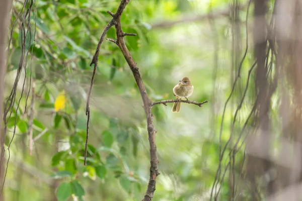 Vogel Streifenohr Bulbul Pycnonotus Blanfordi Braune Farbe Die Auf Einem — Stockfoto