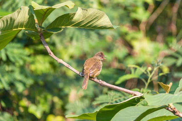 Bir ağaç vahşi doğada kuş (çizgi kulaklı Bülbül, Pycnonotus blanfordi) kahverengi renk tünemiş