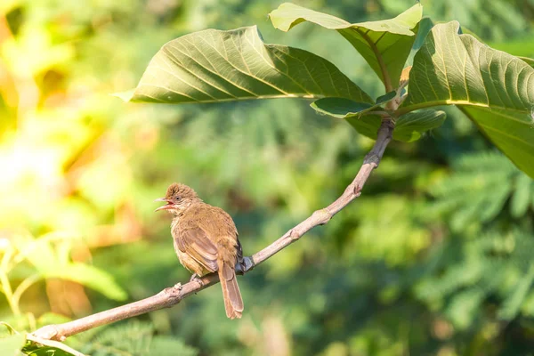 野生の自然の木に腰掛け鳥 ヒヨドリのストリーク耳 Pycnonotus Blanfordi ブラウン色 — ストック写真