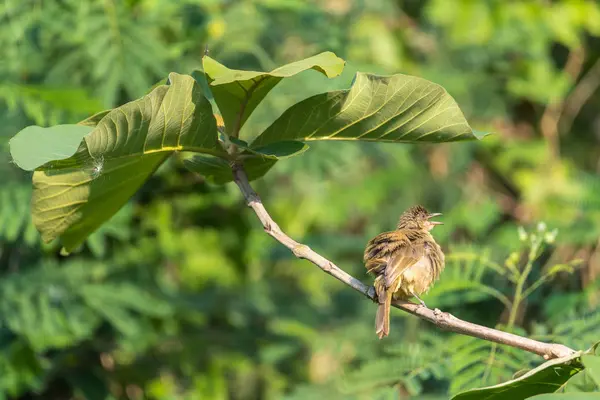 野生の自然の木に腰掛け鳥 ヒヨドリのストリーク耳 Pycnonotus Blanfordi ブラウン色 — ストック写真