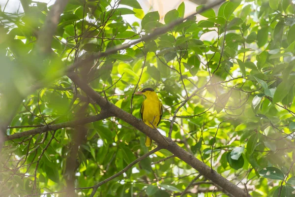 Птица Black Eed Oriole Oriolus Chinensi Желтого Цвета Поселилась Дереве — стоковое фото