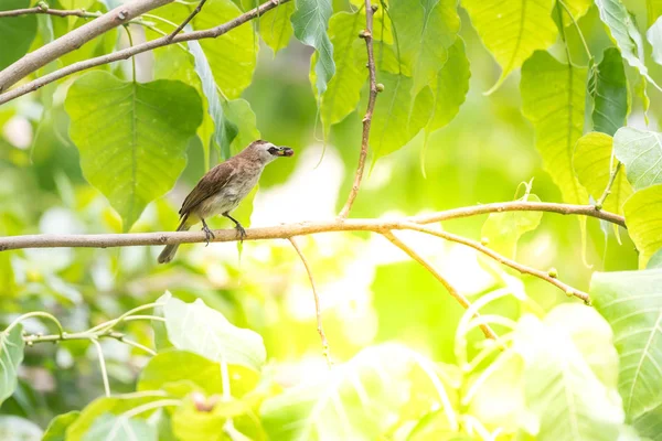 Bird Pycnonotus Goiavier Žlutá Odvětráván Bulbul Černá Žlutá Hnědá Barva — Stock fotografie