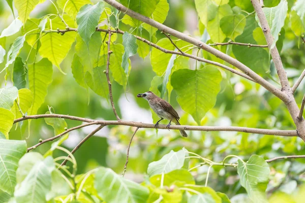 Kuş Bülbül Sarı Bacalı Pycnonotus Goiavier Siyah Sarı Kahverengi Renk — Stok fotoğraf