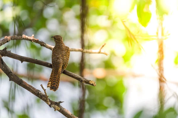 Птица Plaintive Cuckoo Cacomantis Merulinus Чёрного Жёлтого Коричневого Оранжевого Цвета — стоковое фото