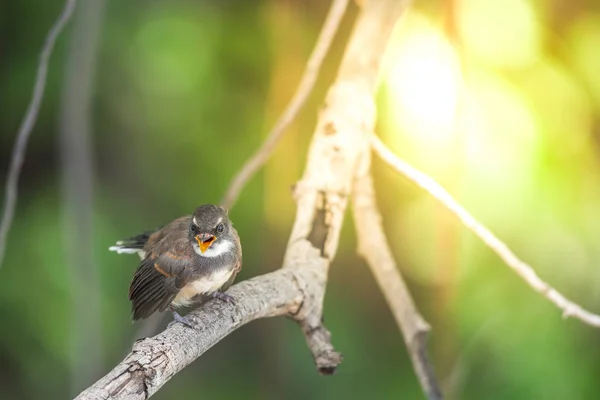 野生の自然の木に腰掛け鳥 マレーシア ファンテイル Rhipidura 黒と白の色 — ストック写真