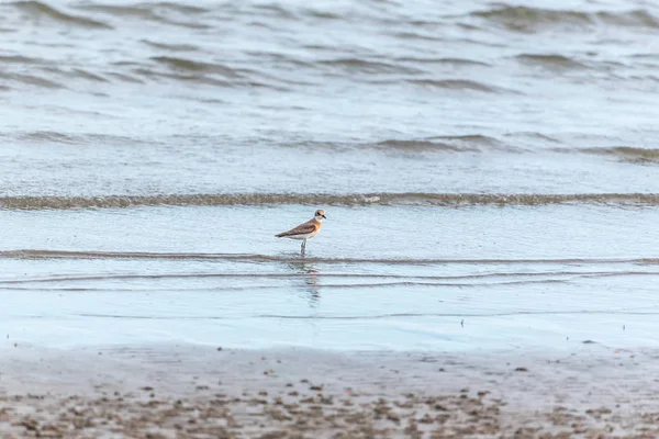 Oiseau Charadrius Leschenaultii Est Petit Échassier Famille Des Pluviers Mer — Photo