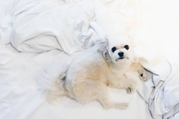 Cão Tão Bonito Misto Raça Com Shih Tzu Pomeranian Poodle — Fotografia de Stock