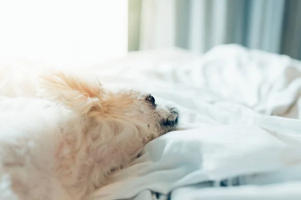 Perro Tan Lindo Mestizo Con Shih Tzu Pomerania Poodle Sentado — Foto de Stock