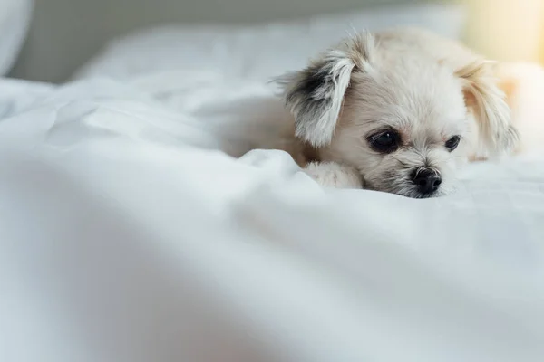 Dog so cute mixed breed with Shih-Tzu, Pomeranian and Poodle sitting or sleep lies on bed with white veil and looking at something with interest on bed in bedroom at home or hotel