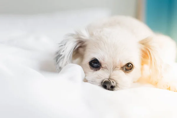 Dog Cute Mixed Breed Shih Tzu Pomeranian Poodle Sitting Sleep — Stock Photo, Image