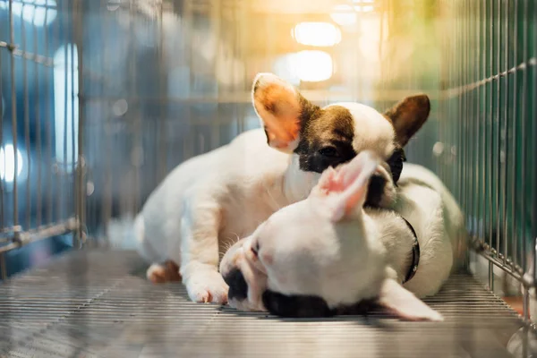 Cachorro Tan Lindo Durmiendo Esperando Solo Jaula Del Perro Tienda — Foto de Stock