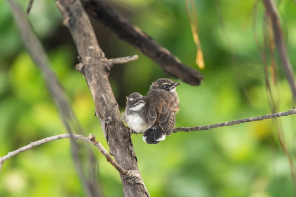 Twee Vogels Maleisische Pied Fantail Rhipidura Javanica Zwarte Witte Kleuren — Stockfoto