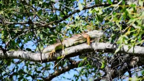 Игуана Род Травоядных Ящериц Родом Мексики Америки Найденный Таиланде Потому — стоковое видео