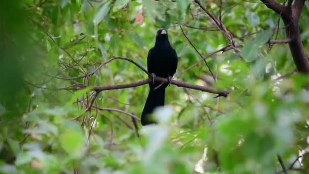 Pájaro Koel Asiático Eudynamys Scolopaceus Macho Negro Azulado Brillante Con — Vídeos de Stock