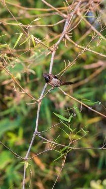 Bir ağaç vahşi doğada kuş (Pul göğüslü Munia veya Lonchura punctulata) beyaz ve kahverengi renk tünemiş