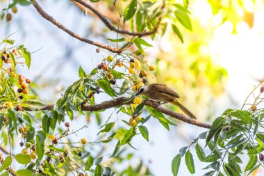 Kuş (Bülbül, sarı Bacalı Pycnonotus goiavier) siyah, sarı ve kahverengi renk tünemiş vahşi doğada bir ağaç üzerinde