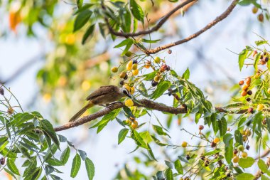 Kuş (Bülbül, sarı Bacalı Pycnonotus goiavier) siyah, sarı ve kahverengi renk tünemiş vahşi doğada bir ağaç üzerinde