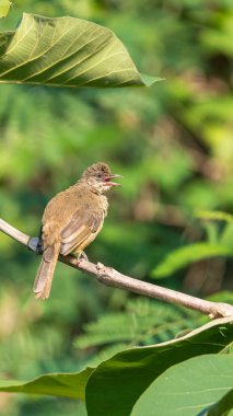 Bir ağaç vahşi doğada kuş (çizgi kulaklı Bülbül, Pycnonotus blanfordi) kahverengi renk tünemiş