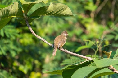 Bir ağaç vahşi doğada kuş (çizgi kulaklı Bülbül, Pycnonotus blanfordi) kahverengi renk tünemiş
