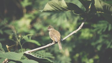 Bir ağaç vahşi doğada kuş (çizgi kulaklı Bülbül, Pycnonotus blanfordi) kahverengi renk tünemiş