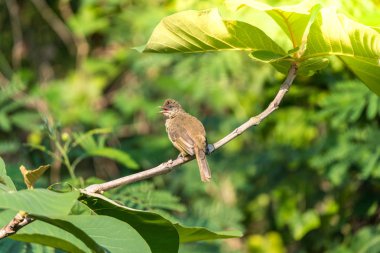 Bir ağaç vahşi doğada kuş (çizgi kulaklı Bülbül, Pycnonotus blanfordi) kahverengi renk tünemiş