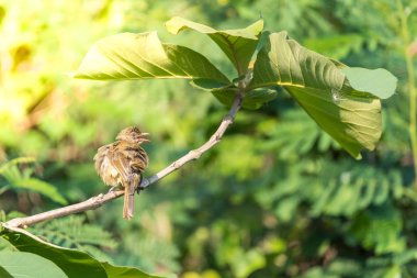 Bir ağaç vahşi doğada kuş (çizgi kulaklı Bülbül, Pycnonotus blanfordi) kahverengi renk tünemiş
