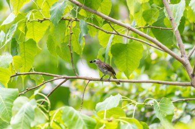 Kuş (Bülbül, sarı Bacalı Pycnonotus goiavier) siyah, sarı ve kahverengi renk tünemiş vahşi doğada bir ağaç üzerinde