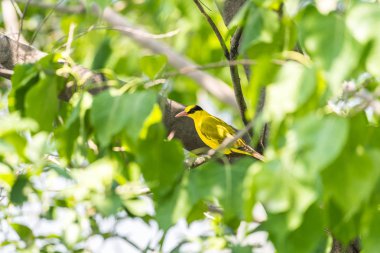Bir ağaç vahşi doğada kuş (siyah enseli sarıasma, Oriolus chinensi) sarı renk tünemiş