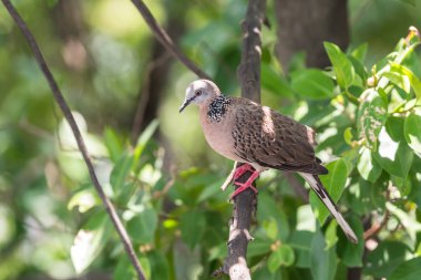 Bir ağaç vahşi doğada kuş (güvercin, güvercin veya anlam ayrımı) güvercinler ve güvercin tünemiş