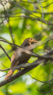 Kuş (ağlamaklı guguk kuşu, Chrysococcyx merulinus) siyah, sarı, kahverengi ve turuncu renk vahşi doğada bir ağaç üzerinde tünemiş