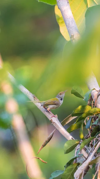 Pták Společné Tailorbird Barevné Pták Jasně Zelené Zašpičatělý Krémové Převalený — Stock fotografie