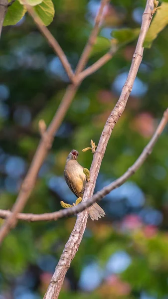 Pájaro Bulbul Orejas Rayadas Pycnonotus Blanfordi Color Marrón Encaramado Árbol — Foto de Stock