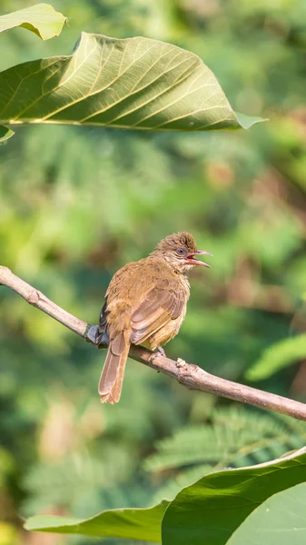Bird Streak Ear Bulbul Pycnonotus Blanfordi Brown Color Perched Tree — стоковое фото