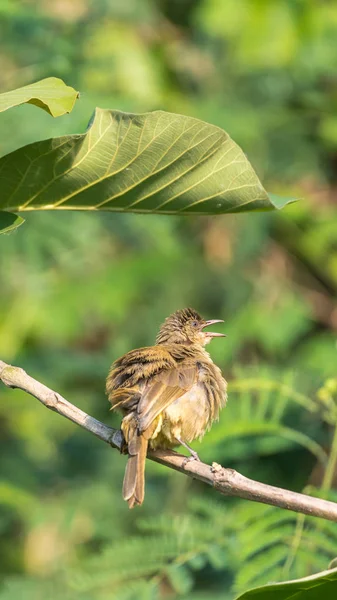 野生の自然の木に腰掛け鳥 ヒヨドリのストリーク耳 Pycnonotus Blanfordi ブラウン色 — ストック写真