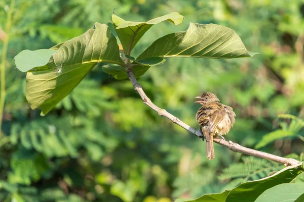 野生の自然の木に腰掛け鳥 ヒヨドリのストリーク耳 Pycnonotus Blanfordi ブラウン色 — ストック写真