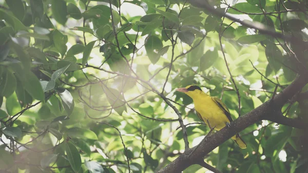 Fågel Svartnackad Gylling Oriolus Chinensi Gul Färg Uppflugen Ett Träd — Stockfoto