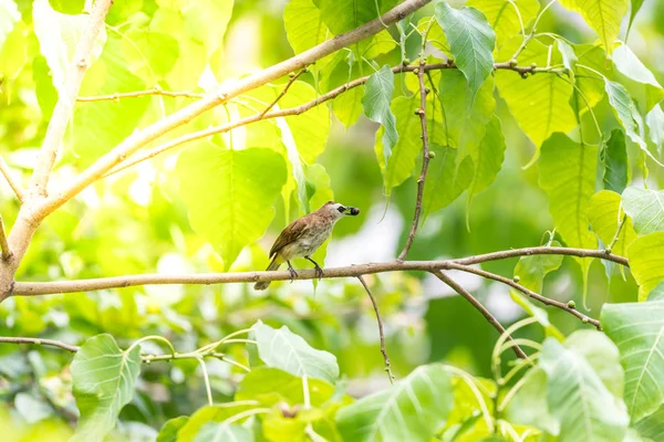 Vogel Gelbbelüfteter Bulbul Pycnonotus Goiavier Schwarz Gelb Und Braun Auf — Stockfoto