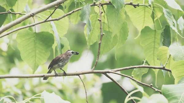 Птица Желтый Bulbul Pycnonotus Goiavier Черного Желтого Коричневого Цвета Сидящая — стоковое фото