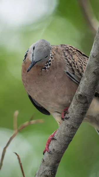 Vogel Dove Duif Doorverwijspagina Duiven Duiven Zat Een Boom Een — Stockfoto