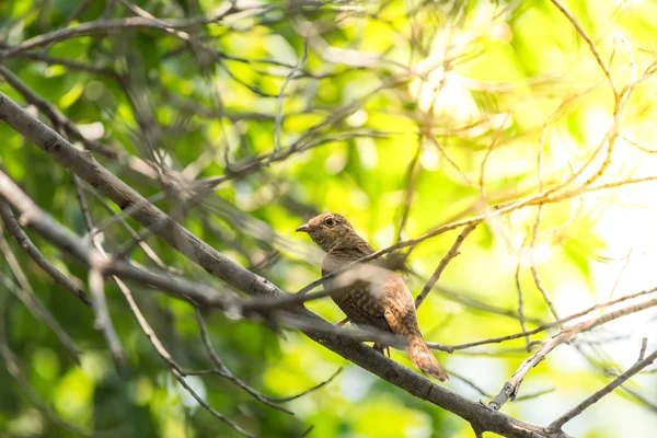 Ptak Kukułka Żałosny Cacomantis Merulinus Czarny Żółty Brązowy Pomarańczowy Kolor — Zdjęcie stockowe