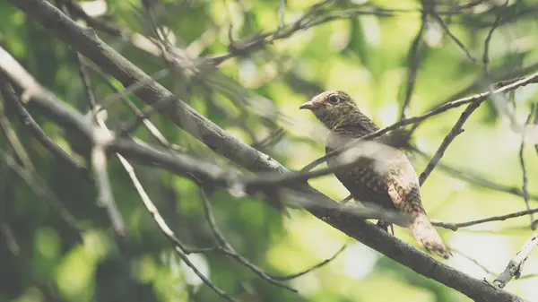 Pássaro Cuckoo Plaintive Cacomantis Merulinus Cor Preta Amarela Marrom Laranja — Fotografia de Stock