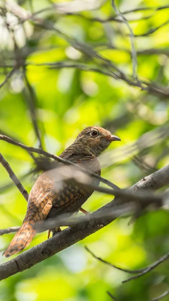 Bird Plaintive Cuckoo Cacomantis Merulinus Black Yellow Brown Orange Color — Stock Photo, Image