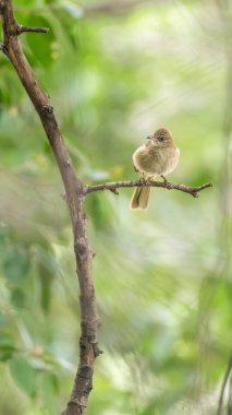 Bir ağaç vahşi doğada kuş (çizgi kulaklı Bülbül, Pycnonotus blanfordi) kahverengi renk tünemiş