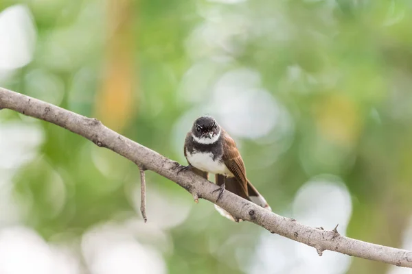 Bir Ağaç Vahşi Doğada Kuş Malezya Tarihimin Alaca Rhipidura Javanica — Stok fotoğraf