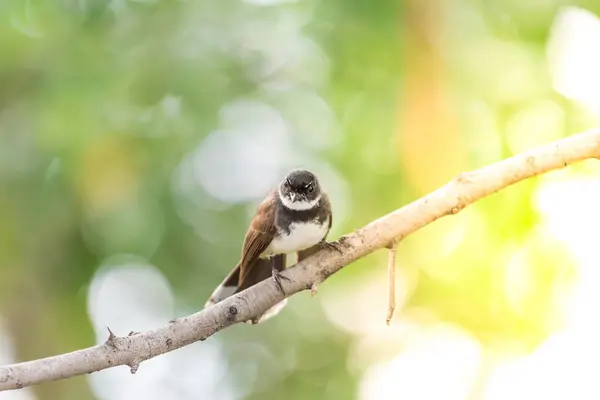 Vogel Maleise Pied Fantail Rhipidura Javanica Zwart Wit Kleur Zat — Stockfoto