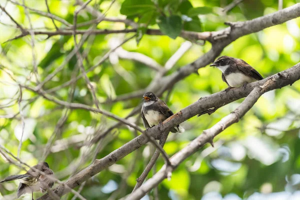 Two birds (Malaysian Pied Fantail, Rhipidura javanica) black and white color are couple, friends or brethren perched on a tree in a nature wild