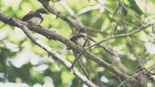 Two birds (Malaysian Pied Fantail, Rhipidura javanica) black and white color are couple, friends or brethren perched on a tree in a nature wild