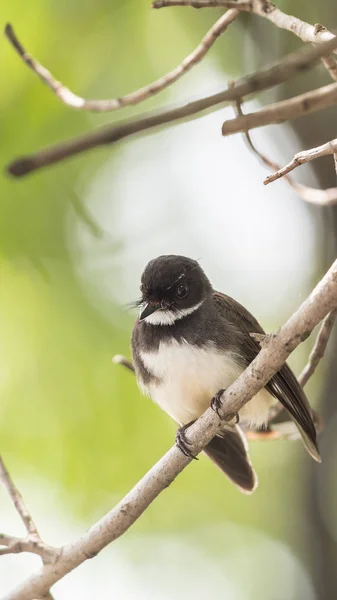 Πουλί Μαλαισίας Pied Fantail Rhipidura Javanica Μαύρο Και Άσπρο Χρώμα — Φωτογραφία Αρχείου