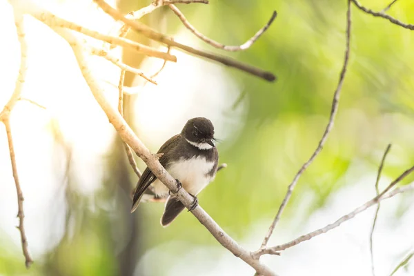 Bird Malaysian Pied Fantail Rhipidura Javanica Color Blanco Negro Encaramado —  Fotos de Stock