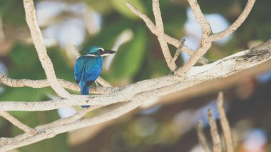Vahşi doğa mangrov ağaçta kuş (yakalı yalıçapkını, beyaz yakalı kingfisher) mavi renkli ve beyaz yaka boyun etrafında tünemiş